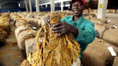 A empresa de tabaco mozmbique leaf tem (16) vagas abertas