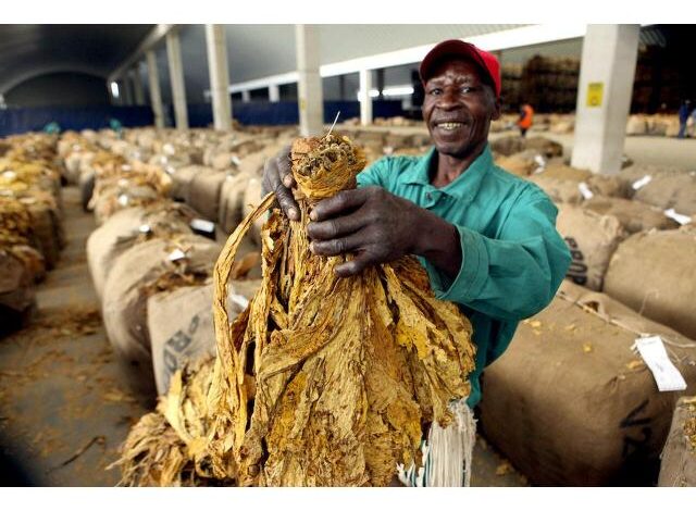 A empresa de tabaco mozmbique leaf tem (16) vagas abertas