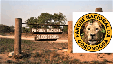 O parque nacional da gorongosa está à contratar de consultores